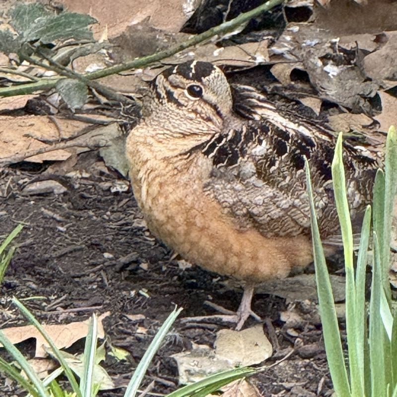 Example daily photo: a round little woodcock standing in the leaf litter, blending in badly