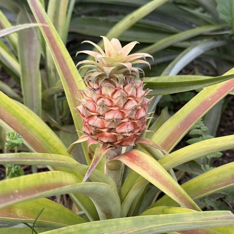 A pineapple the size of a fist growing out of the middle of its plant